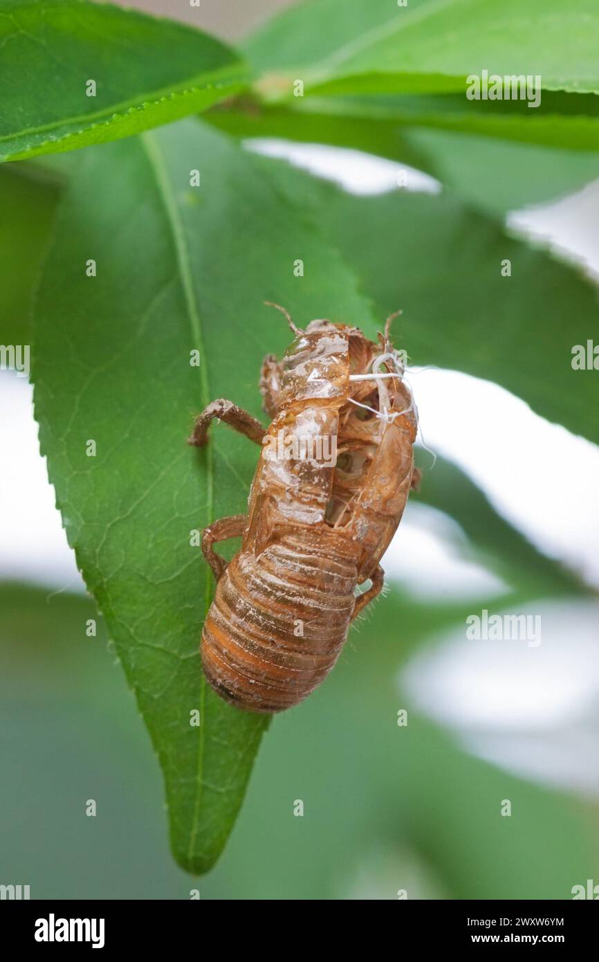 Tout ce qui reste est la coquille vide d'une cicada. La coque est toujours pendu d'une feuille. Banque D'Images