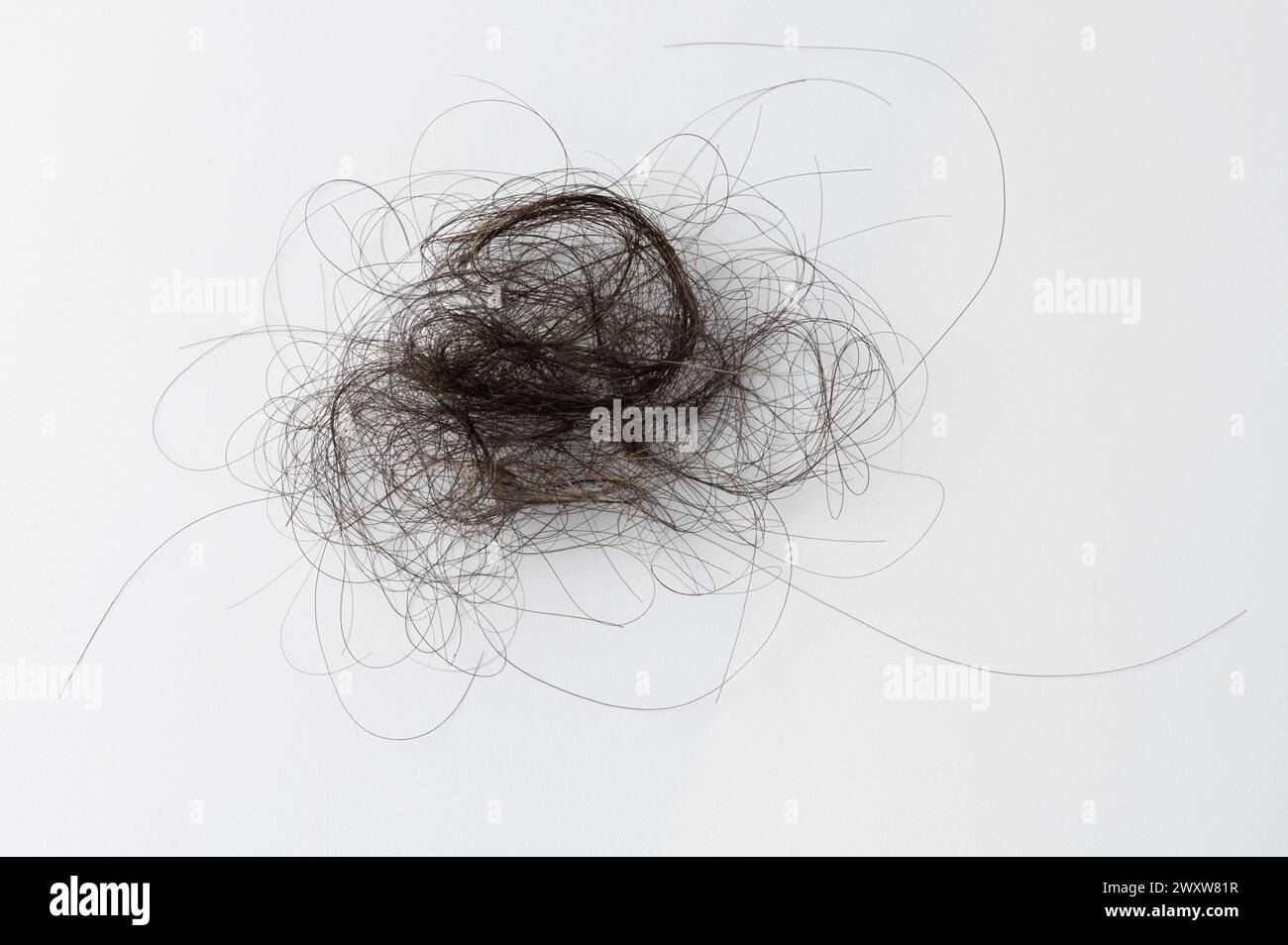 Boule de cheveux humains bouchée isolée sur fond blanc de studio Banque D'Images