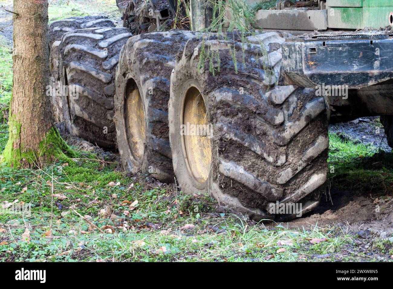 Quatre pneus Timberjack massifs, profondément encastrés dans le sol forestier, témoignent du puissant mouvement de la machine forestière. Banque D'Images