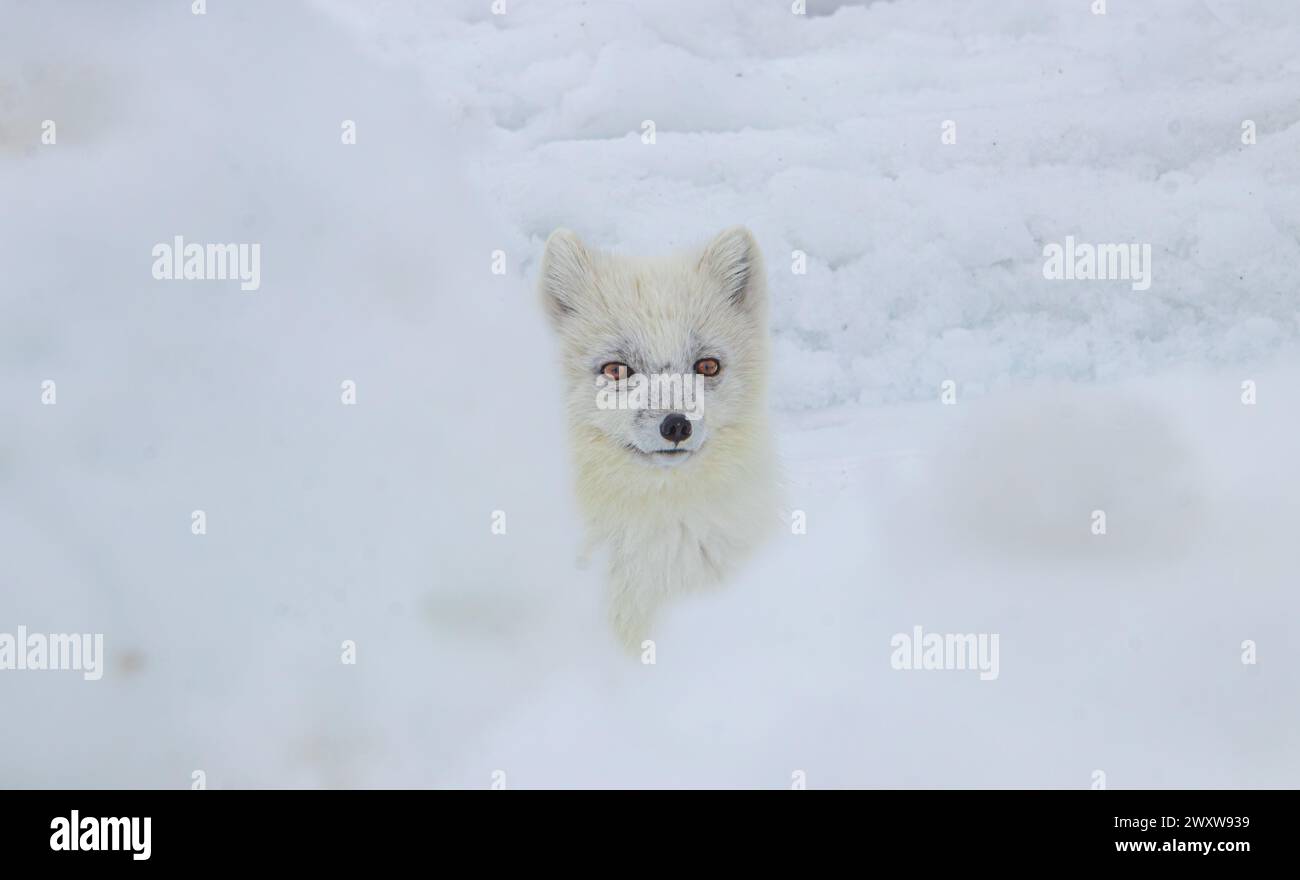 Un petit animal blanc dans un paysage enneigé Banque D'Images