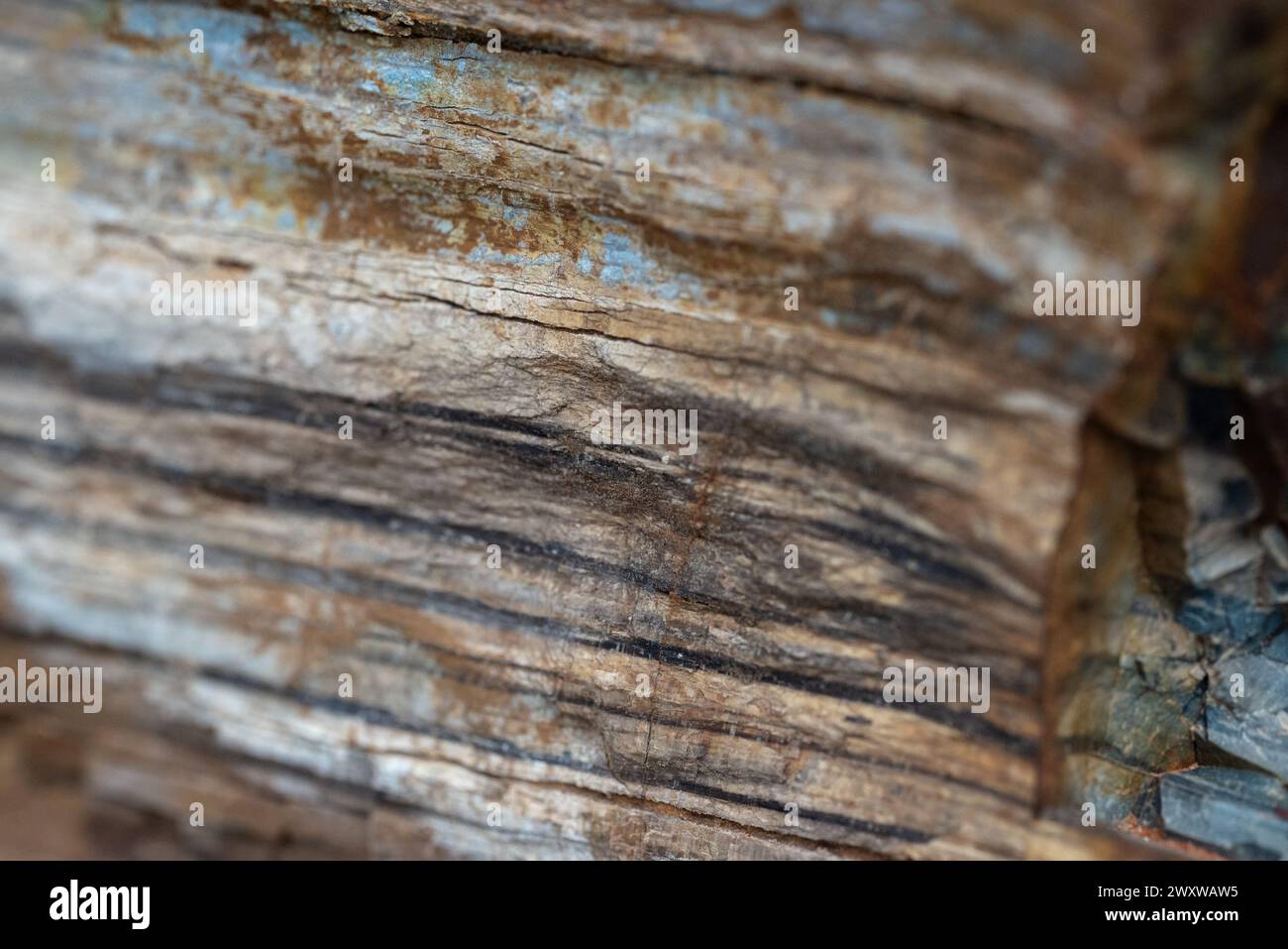 Un gros plan d'un morceau de bois fossilisé. Banque D'Images