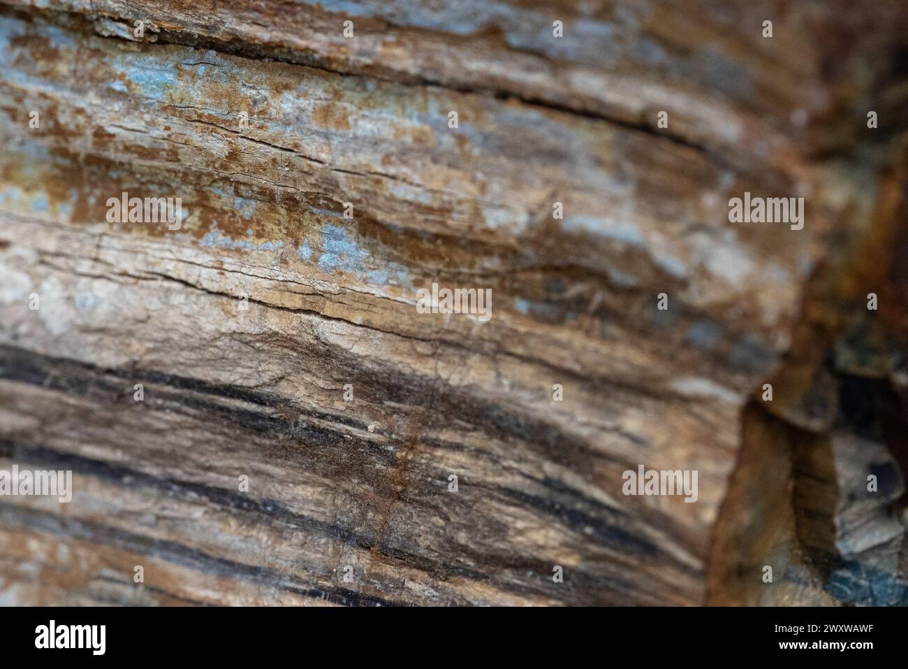 Un gros plan d'un morceau de bois fossilisé. Banque D'Images