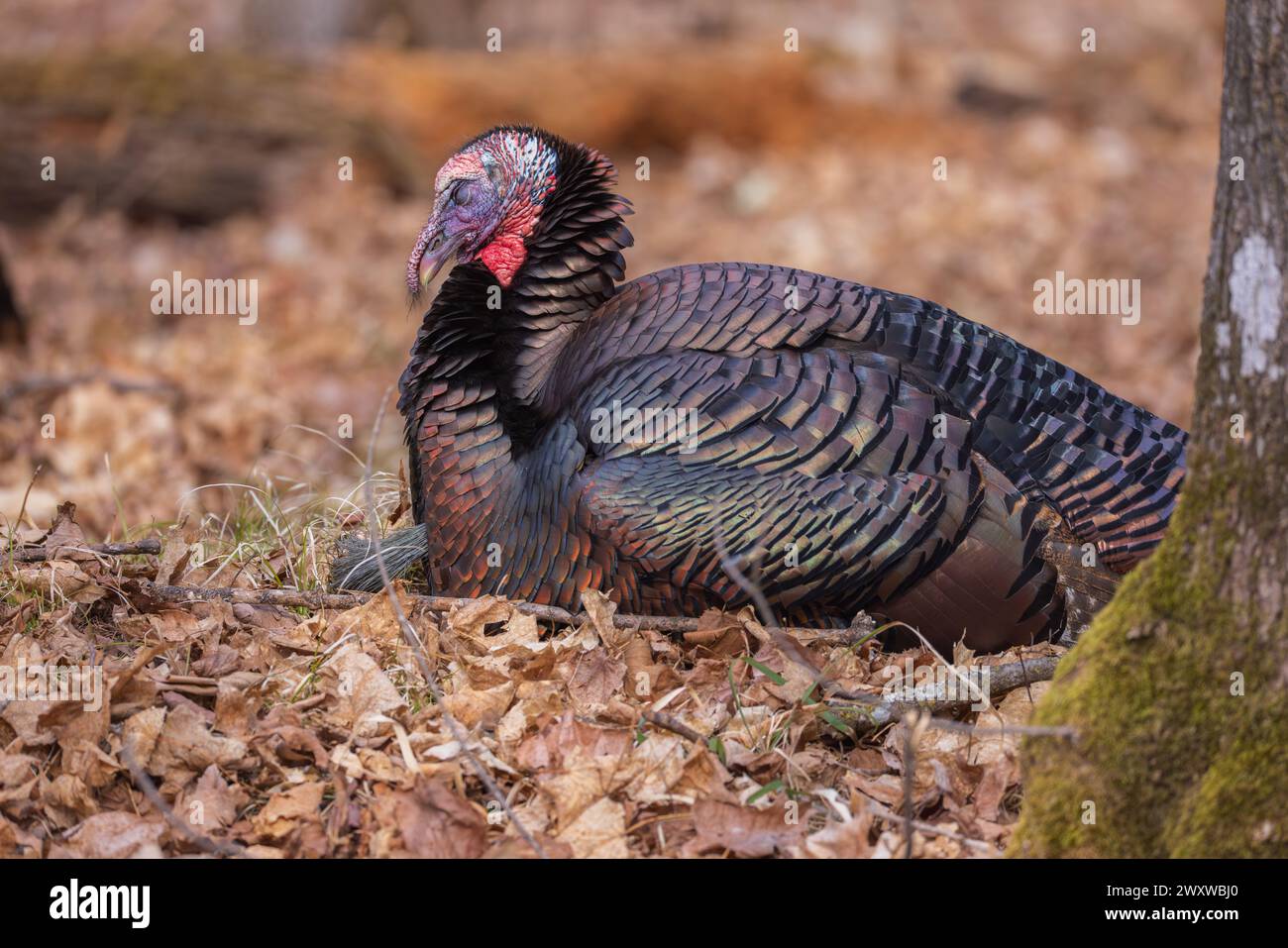 Tom turkey un jour de mars dans le nord du Wisconsin. Banque D'Images