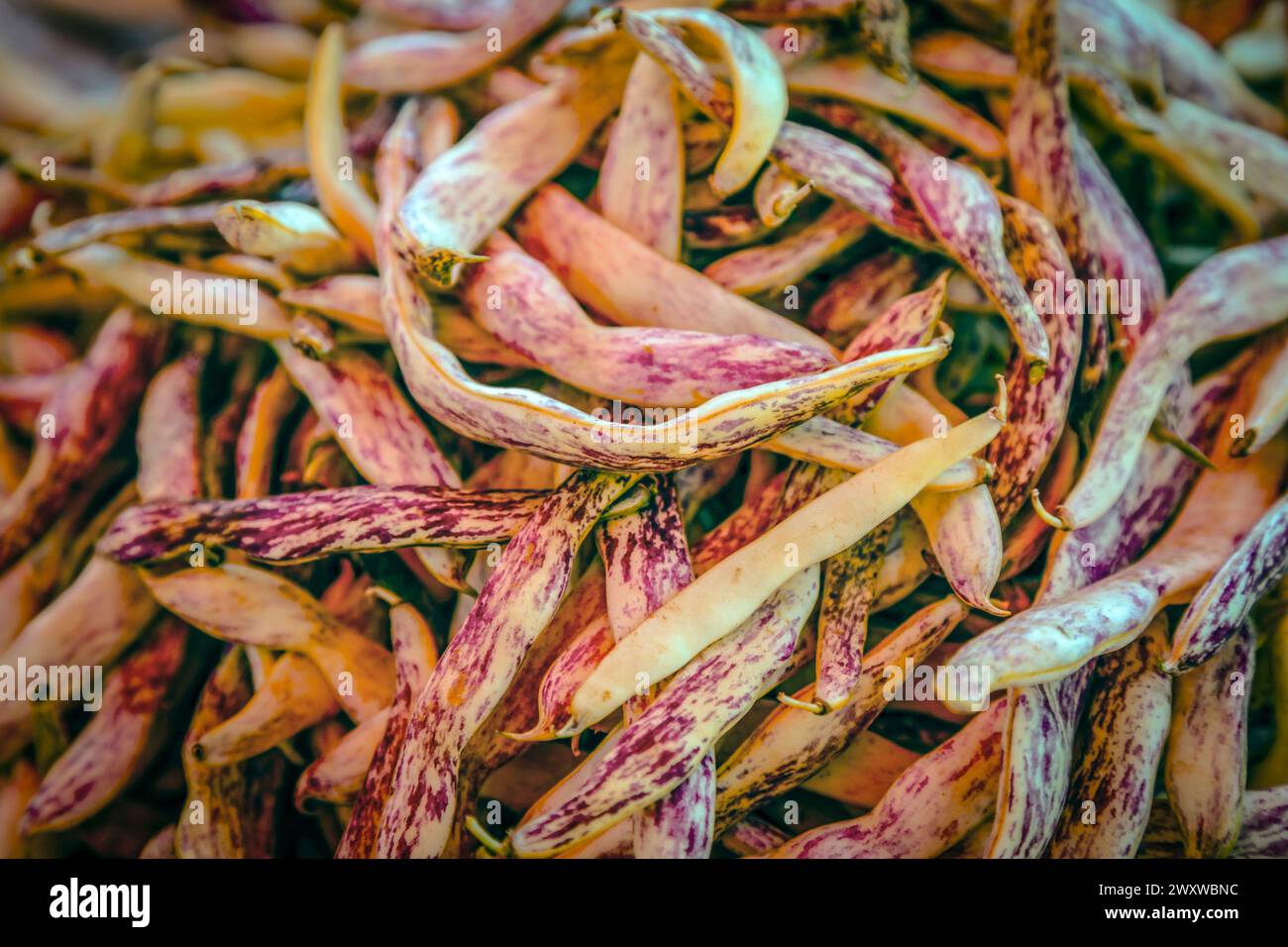 Gros plan des haricots de langue du Dragon ou des haricots de cire se prélasser au soleil pour la vente au marché agricole de Zagreb, en Croatie Banque D'Images