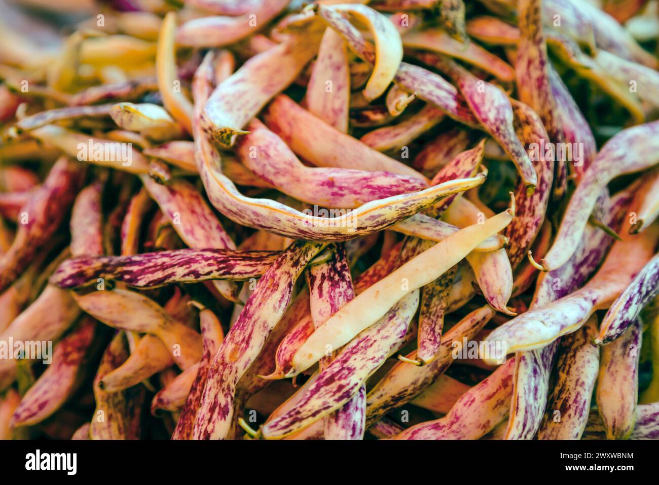 Gros plan des haricots Dragon Tongue ou des haricots de cire se prélasser au soleil pour la vente sur le marché agricole de Zagreb, Croatie Banque D'Images