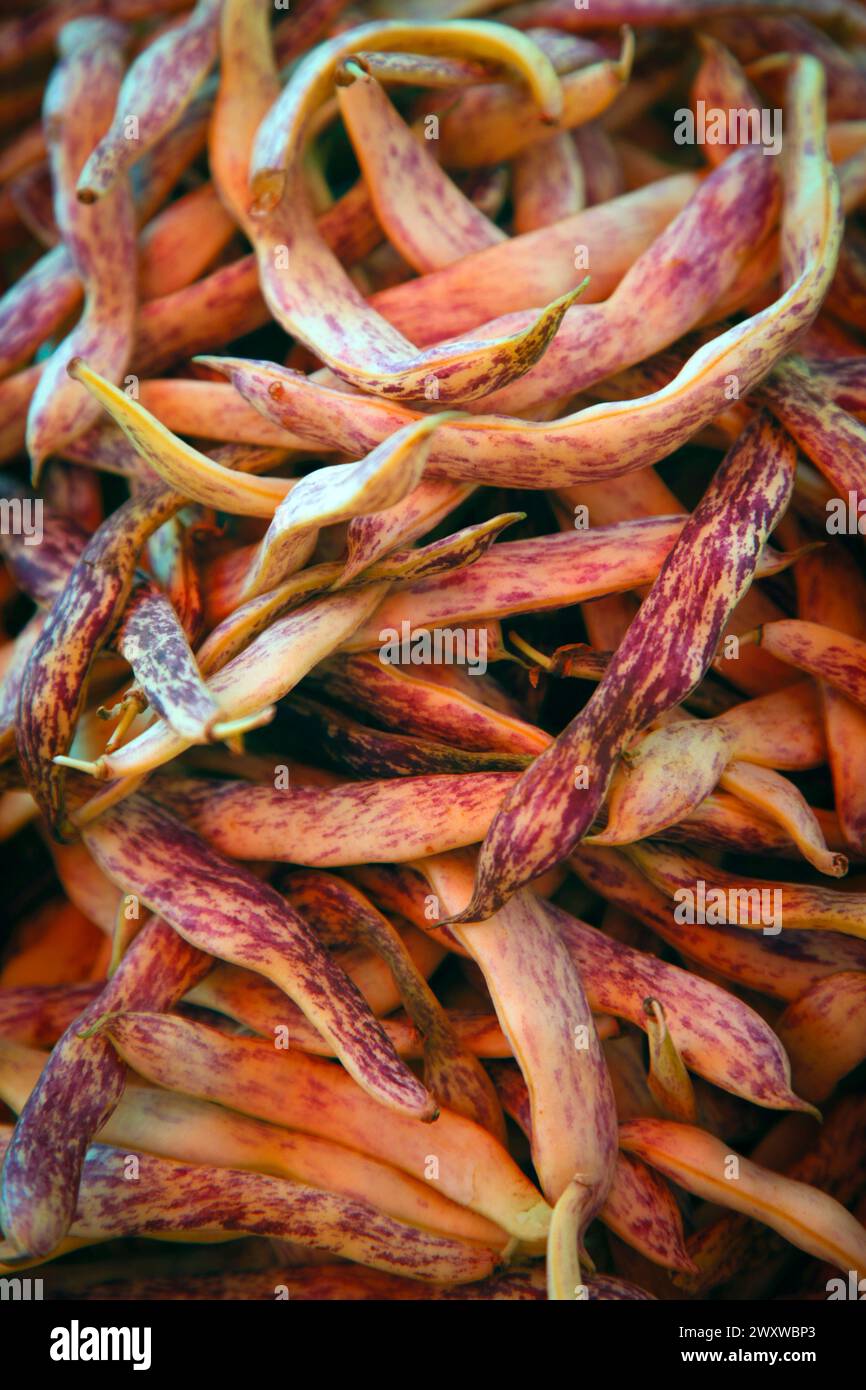 Gros plan des haricots Dragon Tongue ou des haricots de cire se prélasser au soleil pour la vente sur le marché agricole de Zagreb, Croatie Banque D'Images