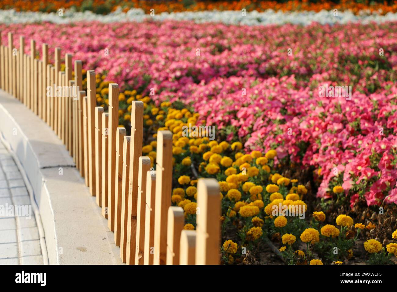 Yanbu, région de Madinah, Arabie saoudite. 23 mars 2019 - Fête des fleurs - événement annuel organisé par la Commission royale Banque D'Images