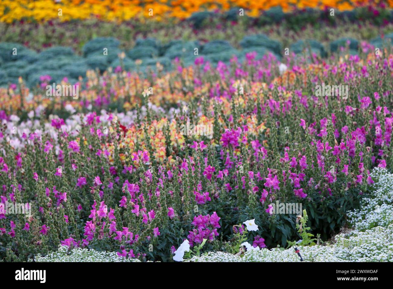 Yanbu, région de Madinah, Arabie saoudite. 23 mars 2019 - Fête des fleurs - événement annuel organisé par la Commission royale Banque D'Images