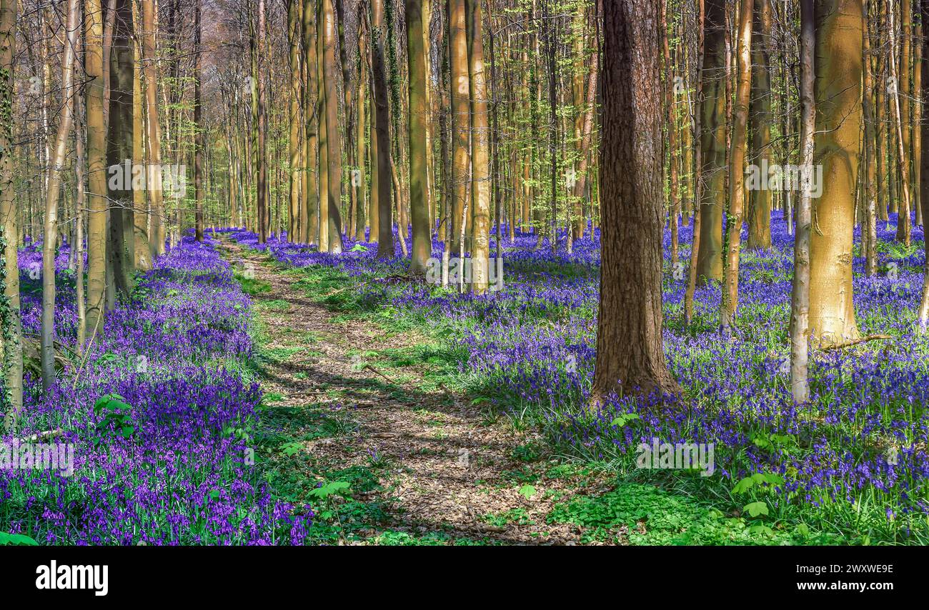 Bluebells de Belgique Blue Forest. Chemin de randonnée à travers les incroyables Hallerbos colorés. Banque D'Images