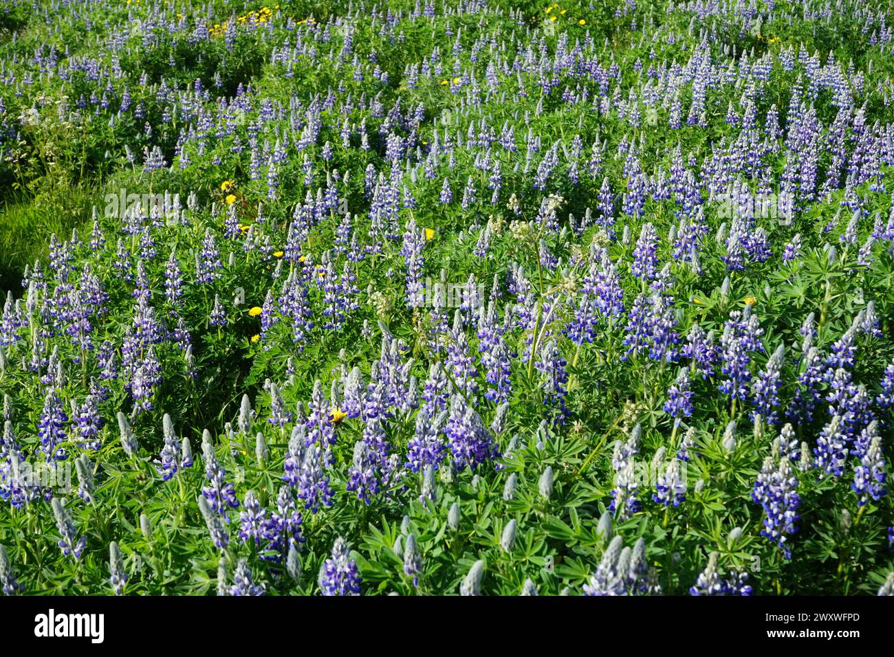 Champ de lupin d'Alaska (Lupinus Nootkatensis) en été, Islande Banque D'Images