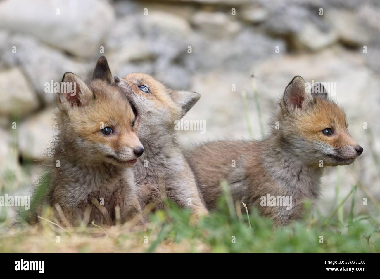 Cubs de renard roux Banque D'Images