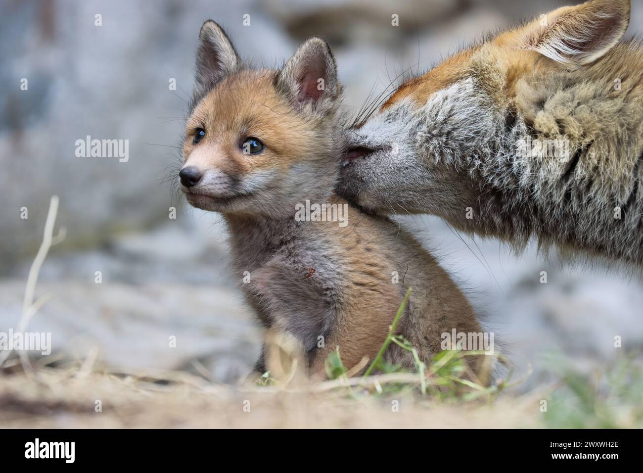 La beauté du renard roux en Italie Banque D'Images
