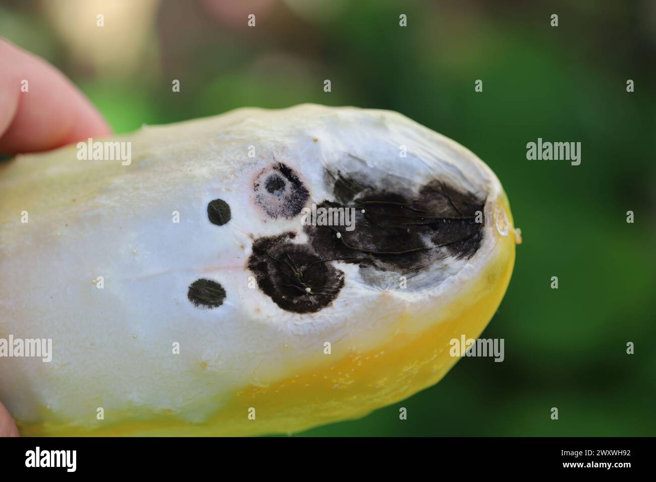 Concombre pourri sur fond jaune. Le problème de la faim dans le monde. Concept de surconsommation. Banque D'Images