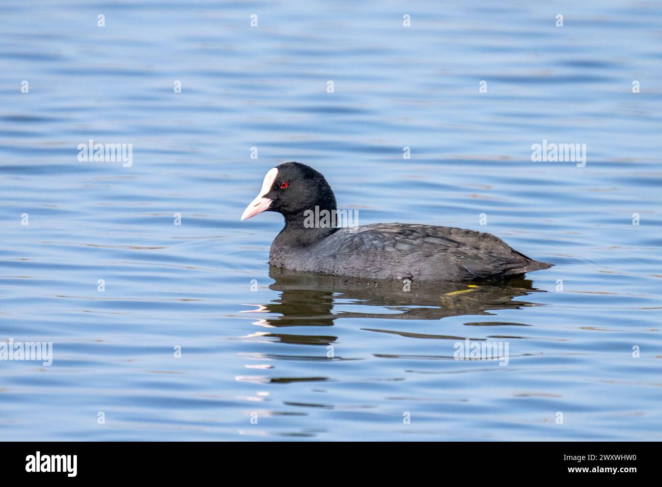 Coot eurasien (Fulica atra), également connu sous le nom de coot commun Banque D'Images