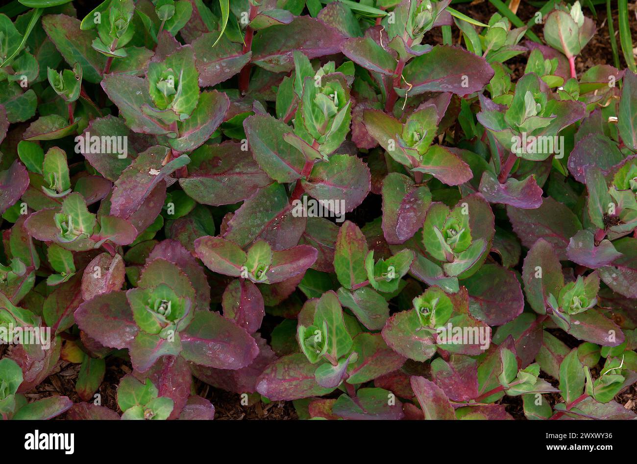 Gros plan sur les fleurs rose pâle du jardin succulent et pierre hylotelephium Matrona. Banque D'Images