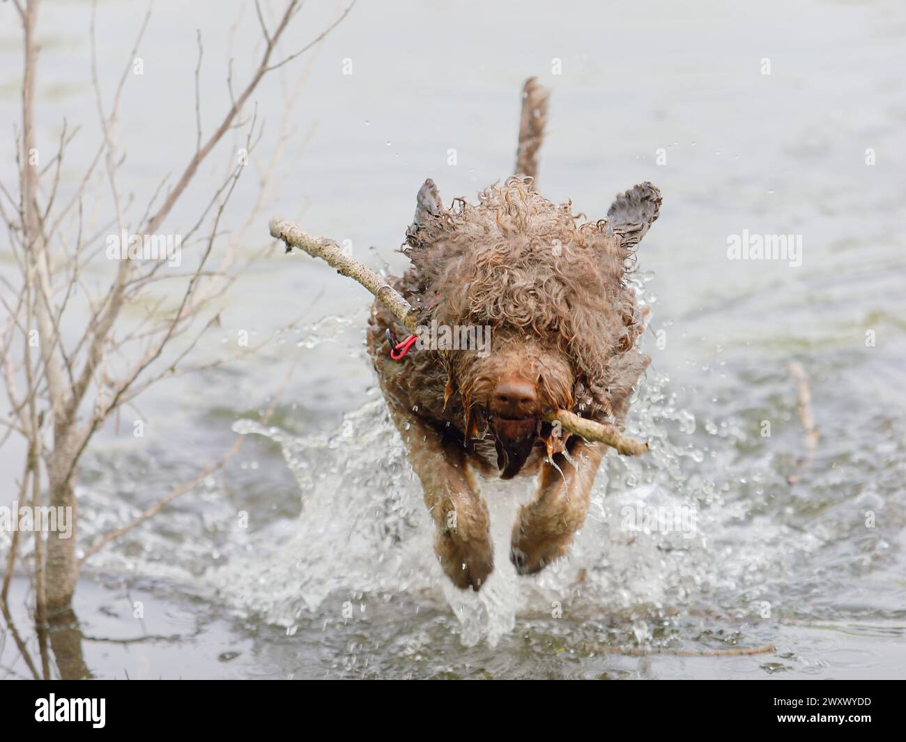 Un chien truffier Lagotto Romagnolo nageant la tête au-dessus de l'eau Banque D'Images