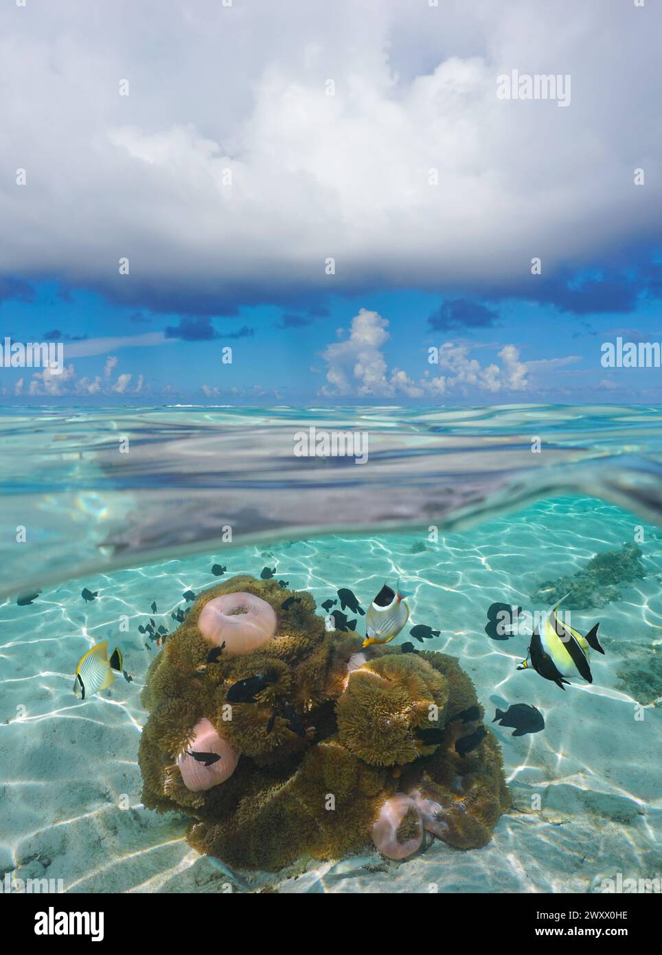 Ciel bleu de paysage marin avec nuages et poissons tropicaux avec anémones de mer sous l'eau, vue divisée sur et sous la surface de l'eau, scène naturelle, océan Pacifique Banque D'Images