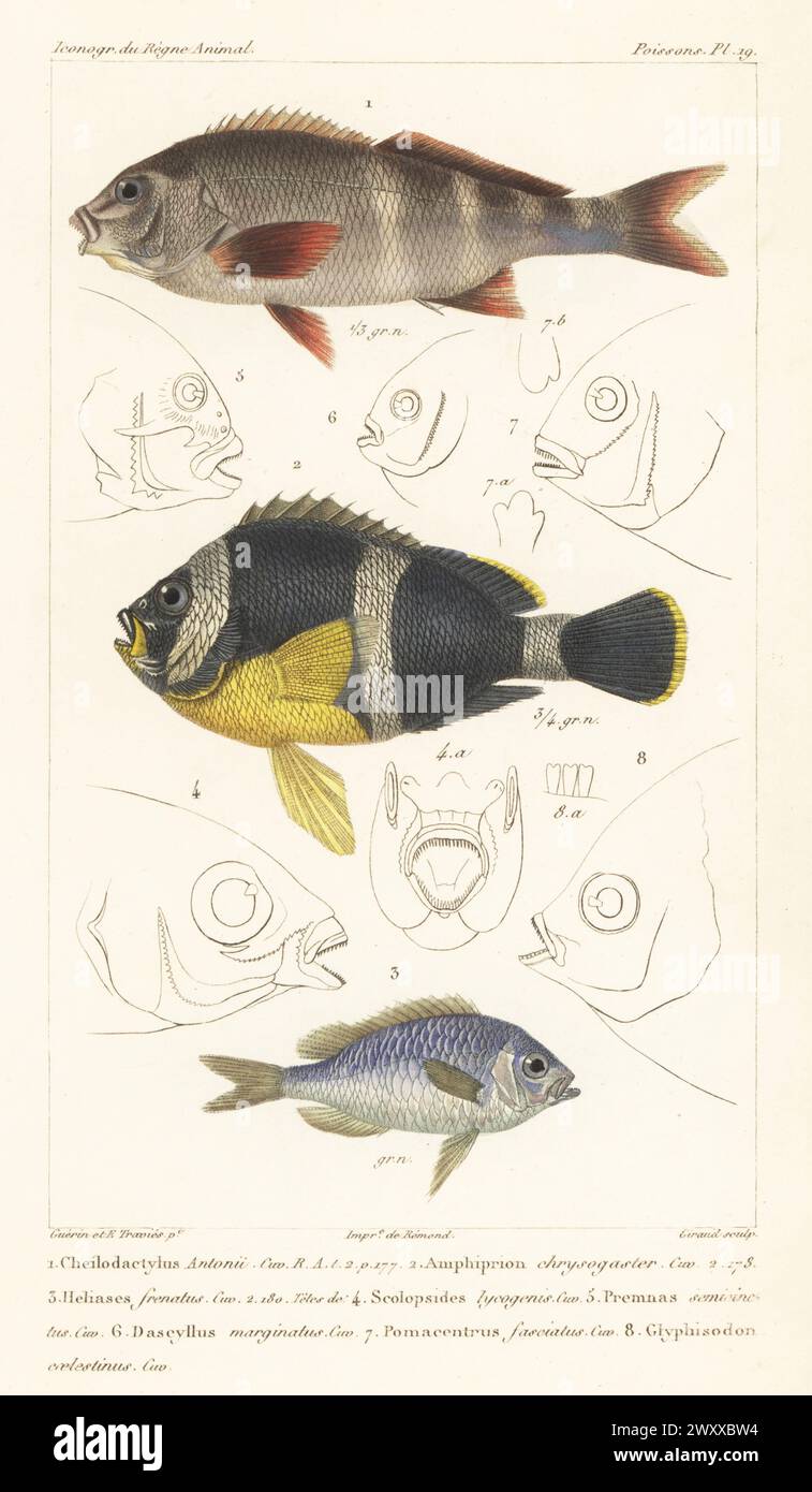 Morwong ou bilagai péruvien, Chirodactylus variegatus 1, anémonefish mauricien, Amphiprion chrysogaster 2 et chromis vert, Chromis viridis 3. Gravure sur cuivre à pointillés en couleur main par Eugène Giraud d’après une illustration de Felix-Edouard Guérin-Méneville et Edouard voyages de Guérin-Méneville de l’iconographie du règne animal de George Cuvier, iconographie du Royaume animal de George Cuvier, J. B. Baillière, Paris, 1829-1844. Banque D'Images