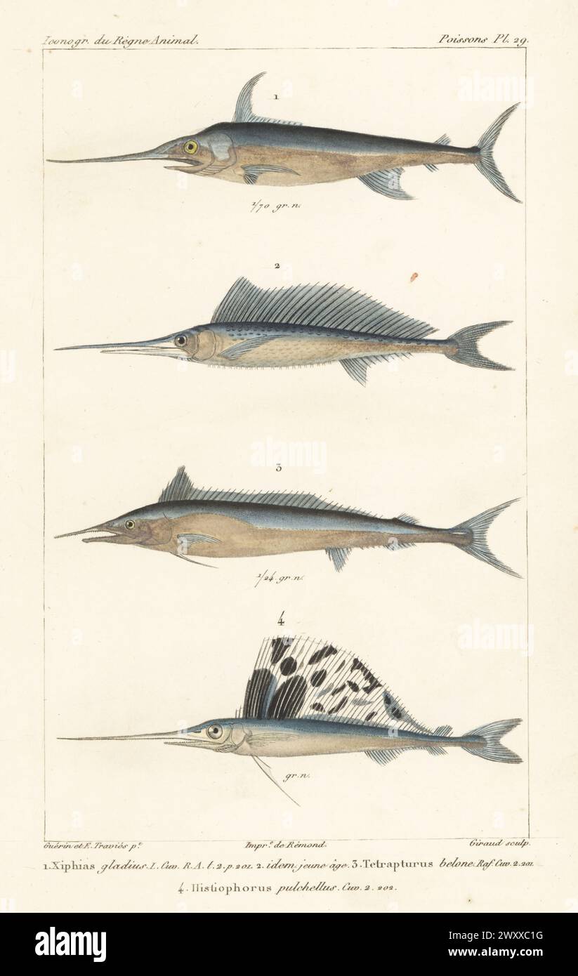 Espadon, Xiphias gladius 1,2, lançon de la Méditerranée, Tetrapturus belone 3 et voilier de l’Atlantique, Istiophorus albicans 4. Gravure sur cuivre à pointillés en couleur main par Eugène Giraud d’après une illustration de Felix-Edouard Guérin-Méneville et Edouard voyages de Guérin-Méneville de l’iconographie du règne animal de George Cuvier, iconographie du Royaume animal de George Cuvier, J. B. Baillière, Paris, 1829-1844. Banque D'Images