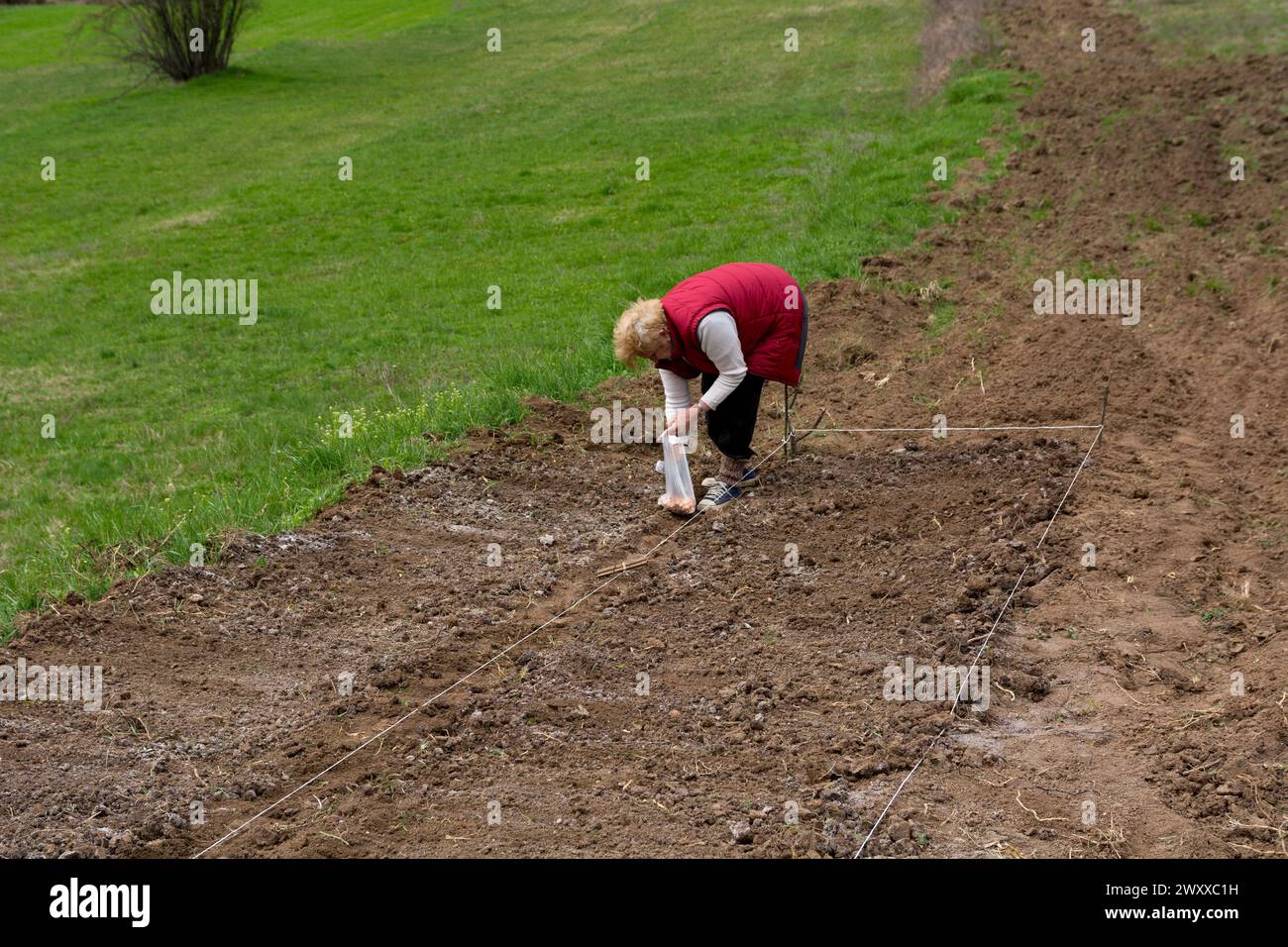 Une femme plante des bulbes d'oignon avec ses mains dans des sillons précédemment faits dans le champ un jour de printemps à la campagne, incarnant le concept de bio Banque D'Images
