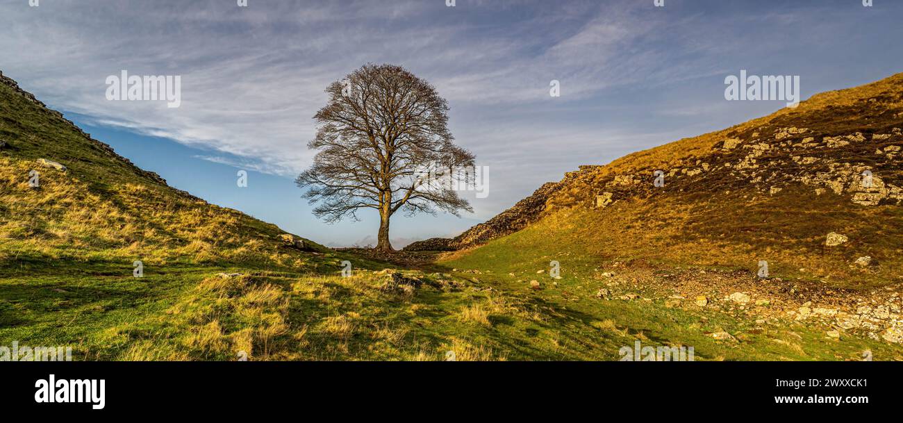 Sycamore Gap, mur d'Hadrien Banque D'Images