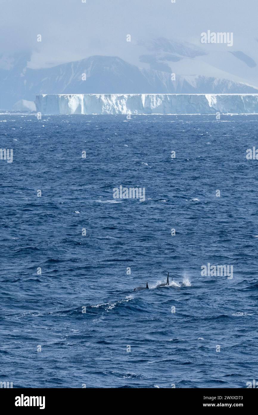 Antarctique, mer de Ross, Cap Adare. Épaulards (type C) avec icebeg au loin. Banque D'Images