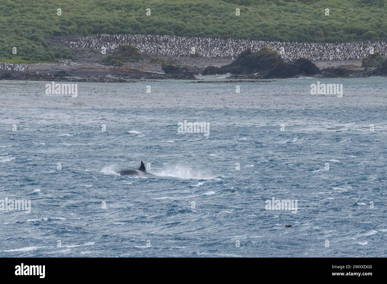 Australie, Tasmanie, îles subantarctiques, île Macquire (UNESCO) vue côtière d'une colonie isolée de manchots royaux avec des épaulards. Banque D'Images