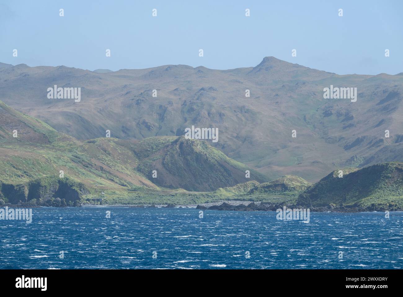 Australie, Tasmanie, îles subantarctiques, île Macquire (UNESCO) vue côtière de la colonie isolée de manchots royaux. Banque D'Images