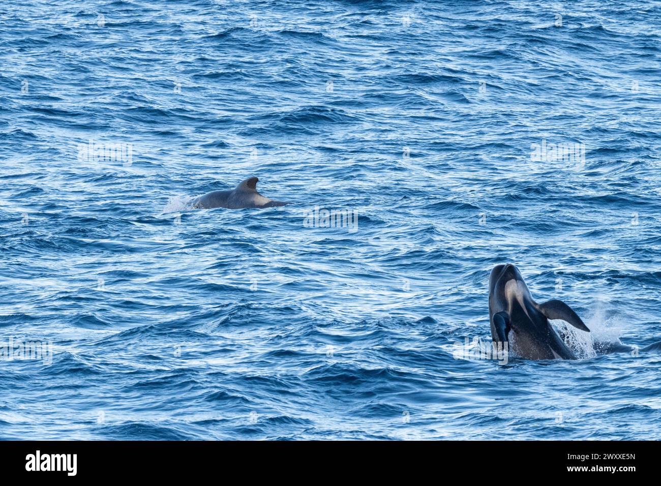 Australie, Tasmanie, près de Macquire Island. Nacelle de baleines pilotes à nageoires longues (Globicephala melas) 54° 34 16 S 158° 57 57 E Banque D'Images