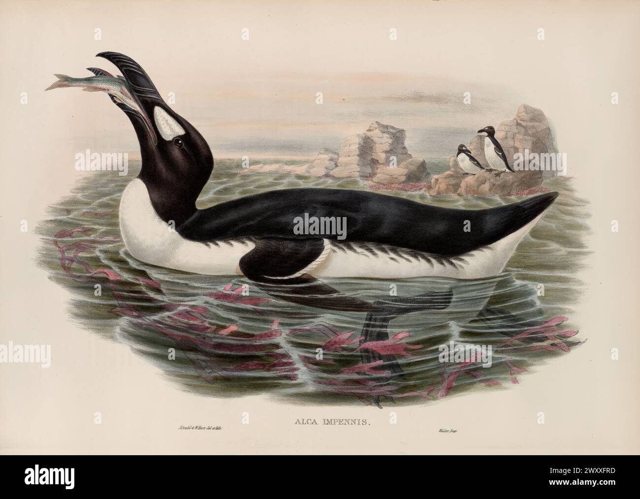 Grand Auk, Pinguinus impennis, pêche dans l'eau. Illustration de John Gould, années 1870 Banque D'Images