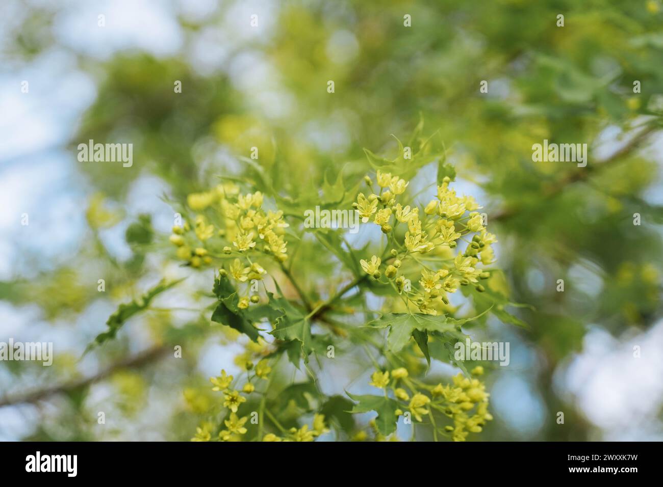 Fleurs jaunes d'Acer truncatum Bunge fleurissant au printemps Banque D'Images