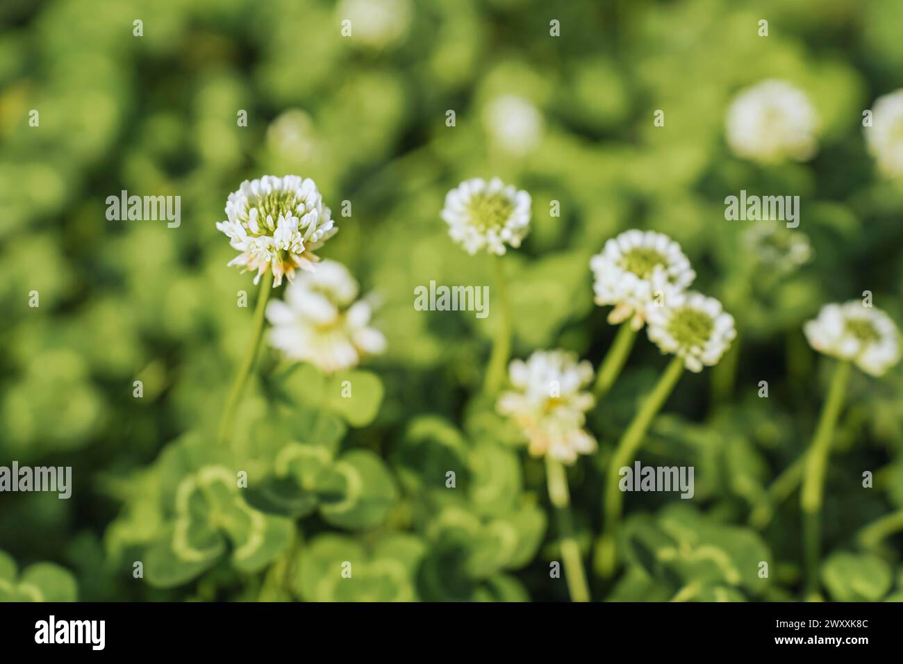 Plante à fleurs de prairie de trèfle blanc (Trifolium repens) en été, macro photographie, mise au point sélective. Banque D'Images