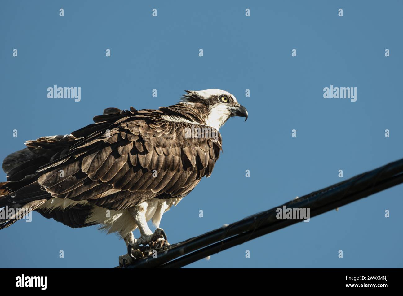 Wild Osprey assis sur le poteau Banque D'Images