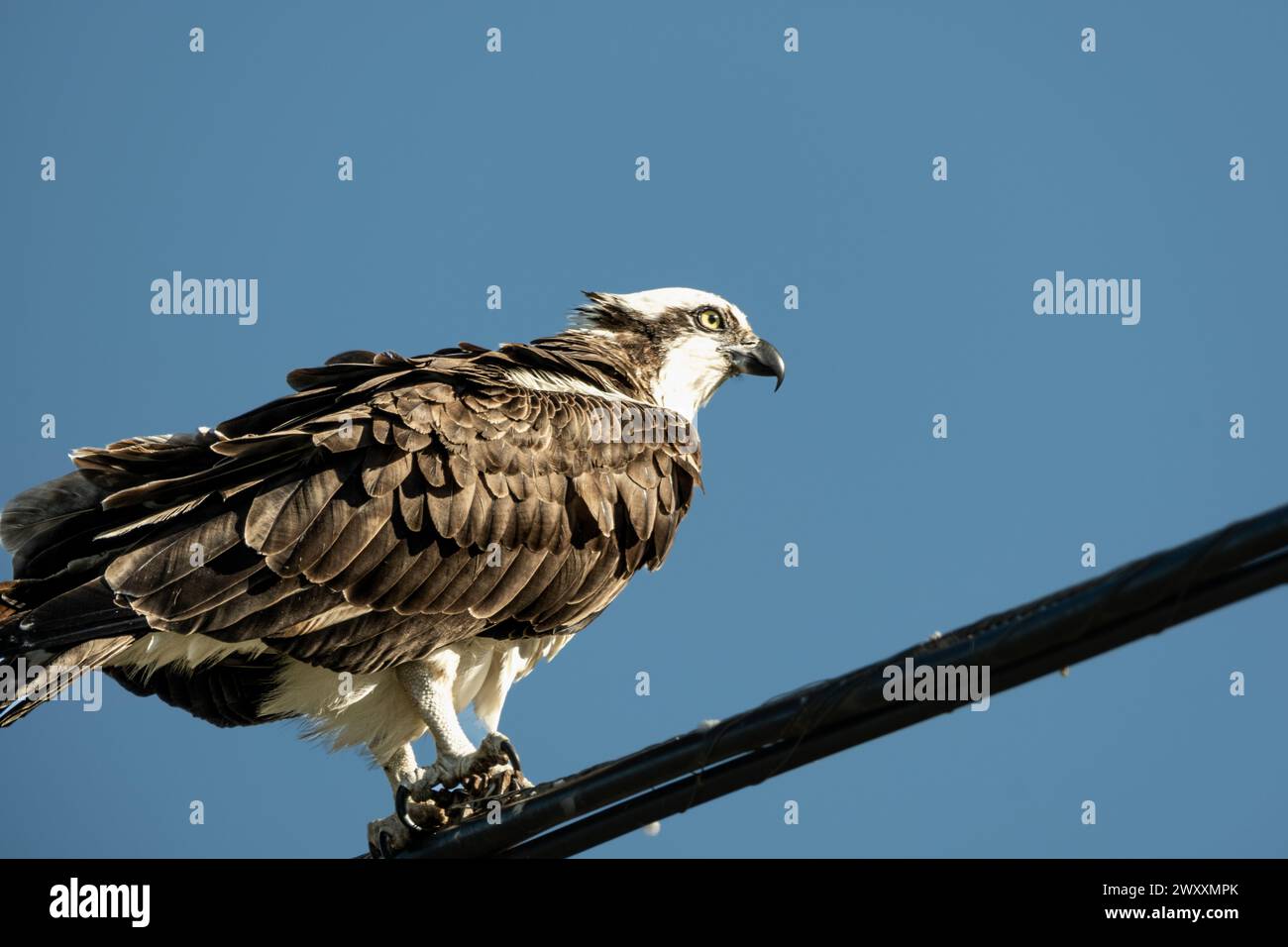 Wild Osprey assis sur le poteau Banque D'Images