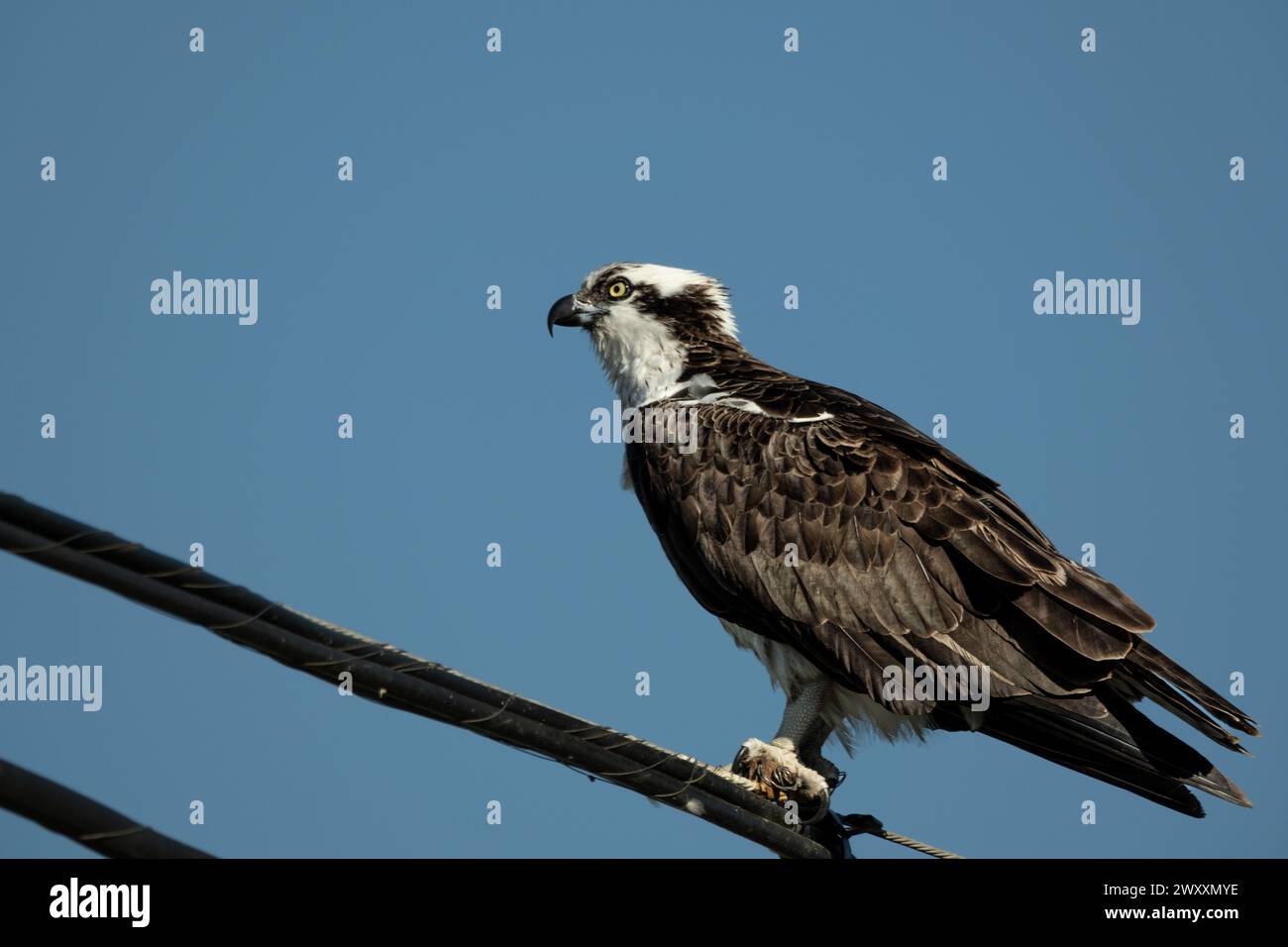 Wild Osprey assis sur le poteau Banque D'Images