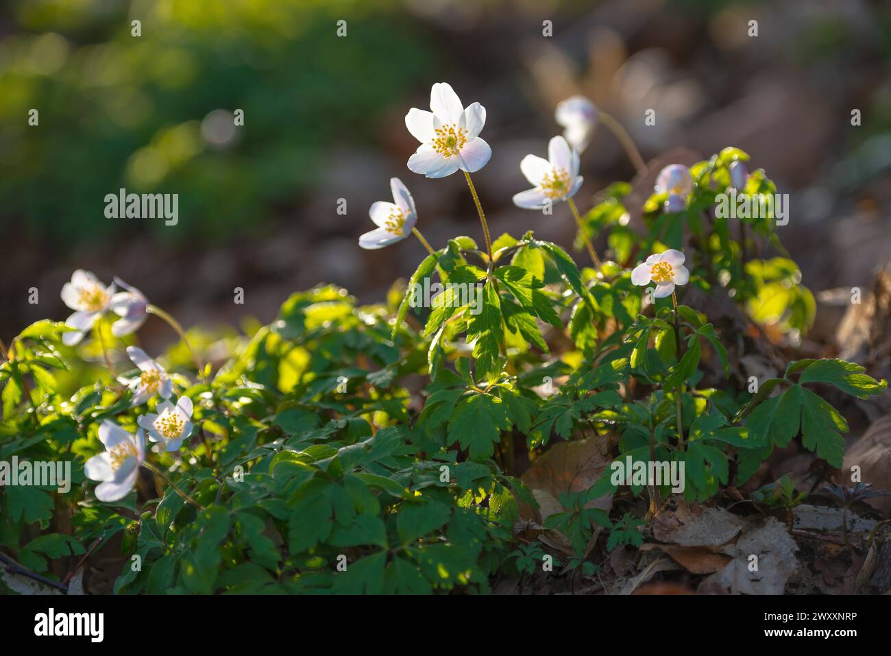 Anémone des bois (Anemonoides nemorosa) (Syn. : Anemone nemorosa) fleurissant blanc dans la forêt, feuilles vertes, fond flou, fleurs printanières Banque D'Images