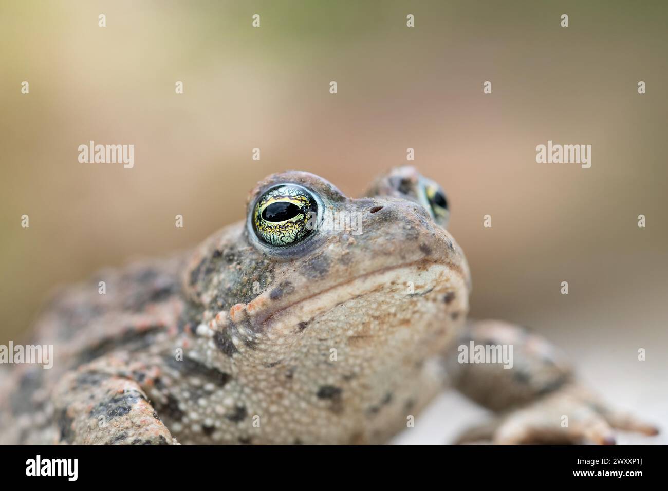 Crapaud natterjack (Epidalea calamita), gros plan de la tête, Rhénanie du Nord-Westphalie, Allemagne Banque D'Images