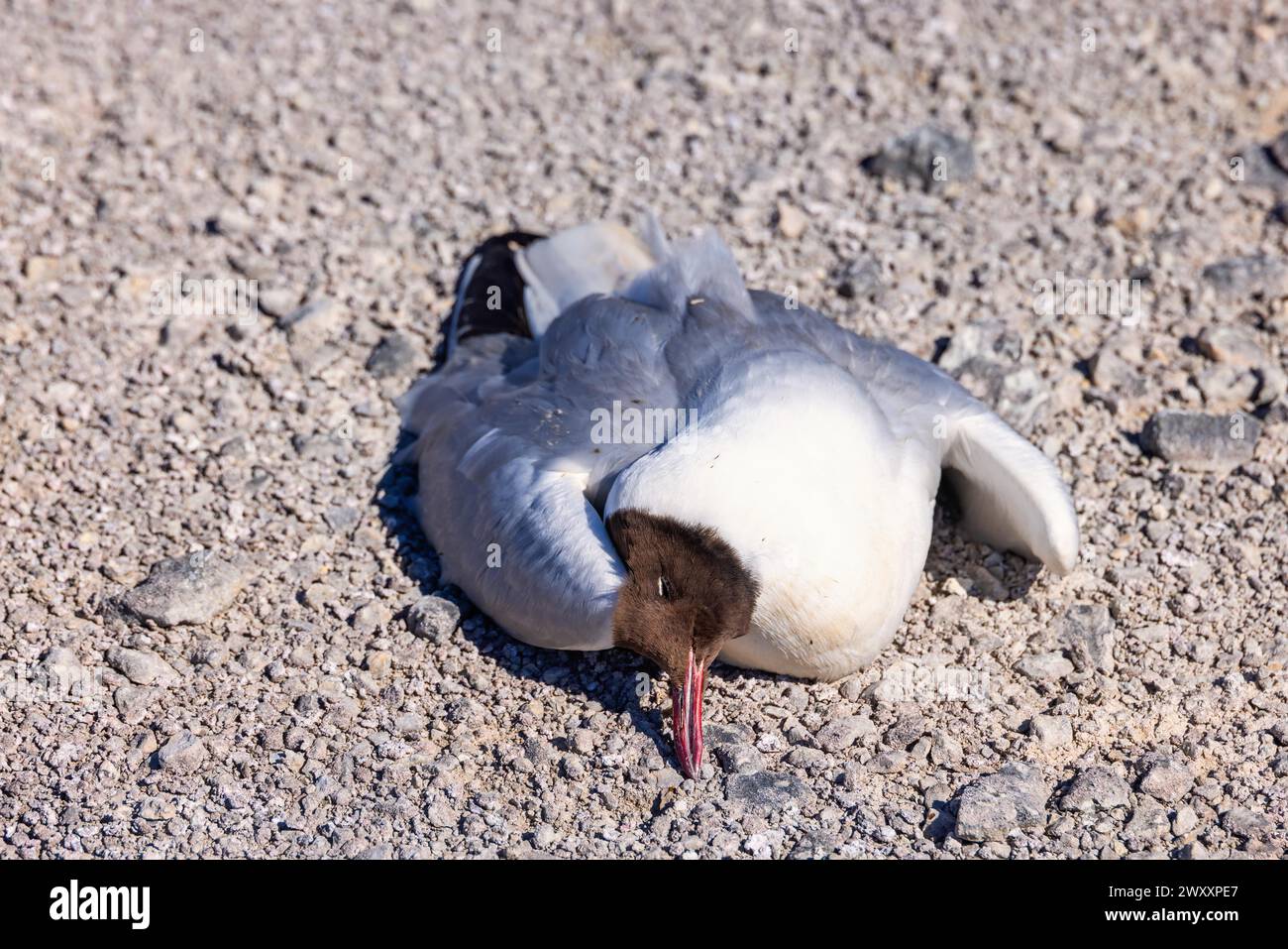 Goéland à tête noire (Chroicocephalus ridibundus) couché sur le sol probablement à cause de la grippe aviaire Banque D'Images