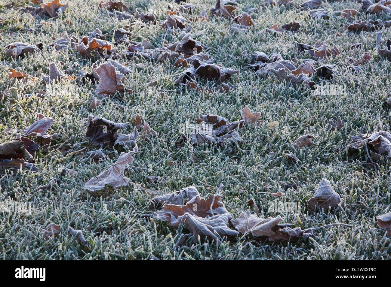 Gros plan des feuilles brunes d'Acer, d'érable recouvertes de givre et de glace tombées sur la pelouse de pâturin du Poa pratensis Kentucky dans la lumière tôt le matin à la fin de l'automne Banque D'Images