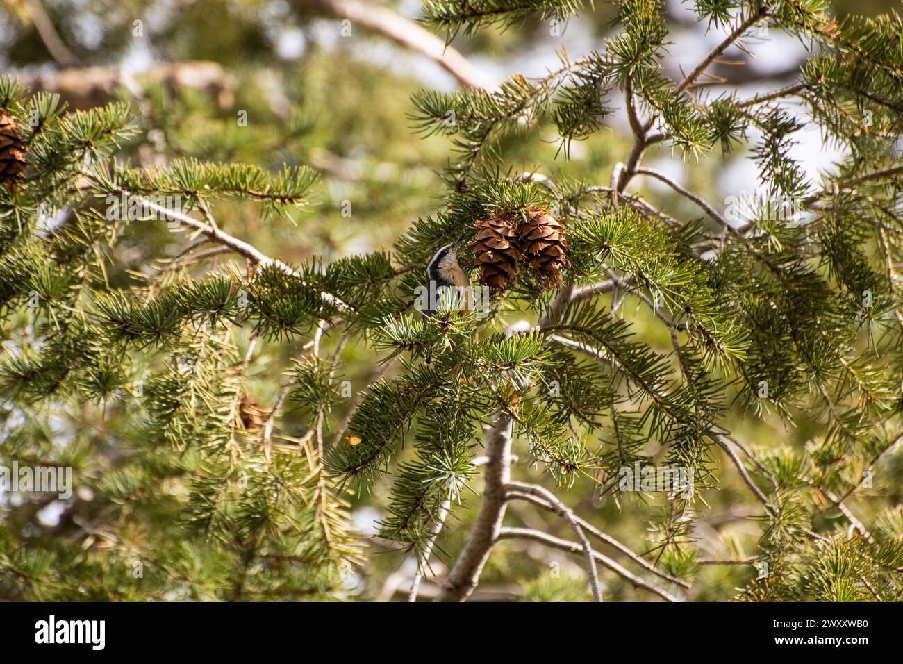 Cueillette de noix à poitrine rouge pour la nourriture dans l'Utah Banque D'Images