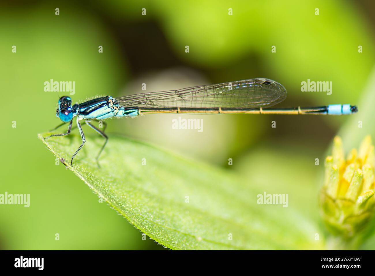 Marais commun Damselfly avec le nom scientifique de Homeoura chelifera. Les damoiselles sont des insectes volants du sous-ordre des Zygoptères dans l'ordre des Odona Banque D'Images