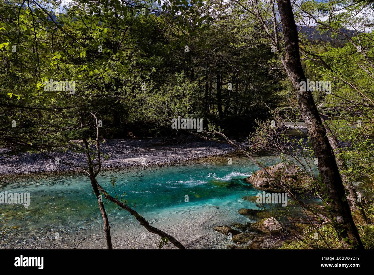 Rivière cristalline qui coule rapidement dans une forêt luxuriante Banque D'Images