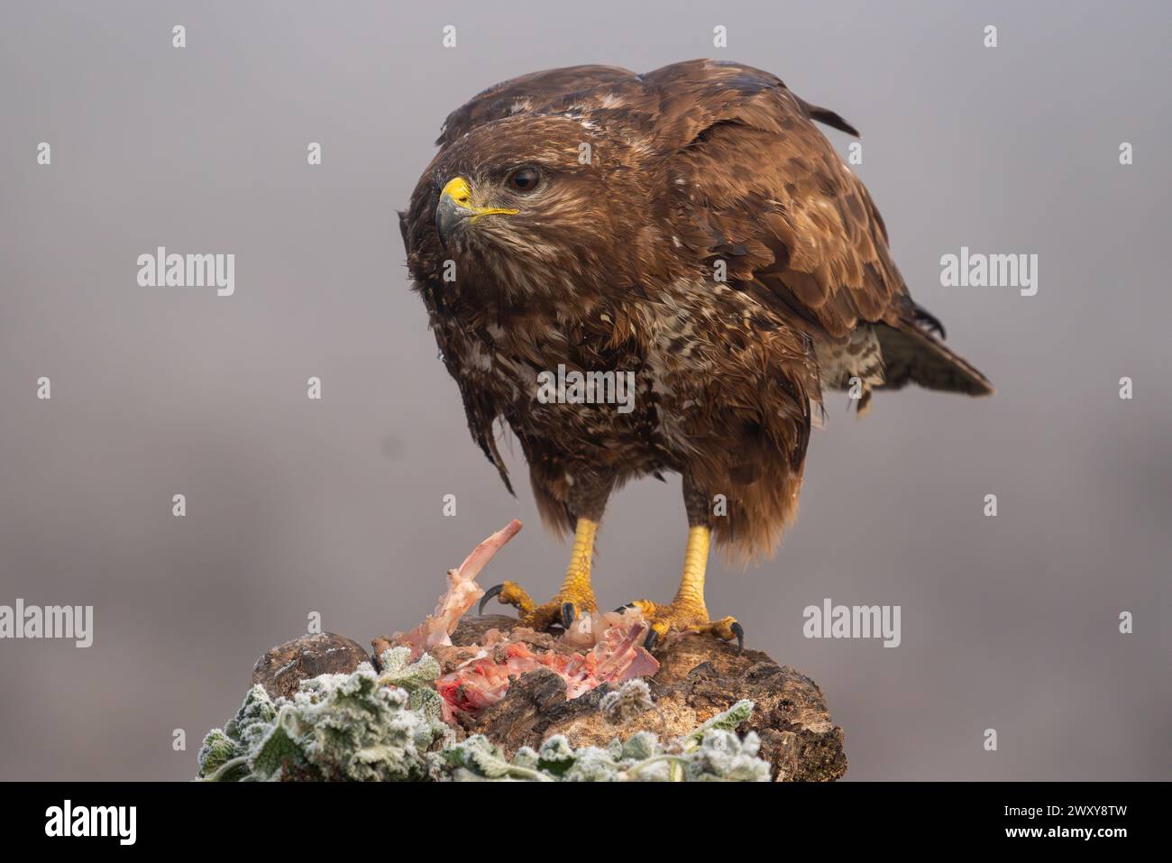 Beau portrait d'une buzzard en totale liberté avec végétation dans un champ en Espagne par une journée de brouillard dense Banque D'Images