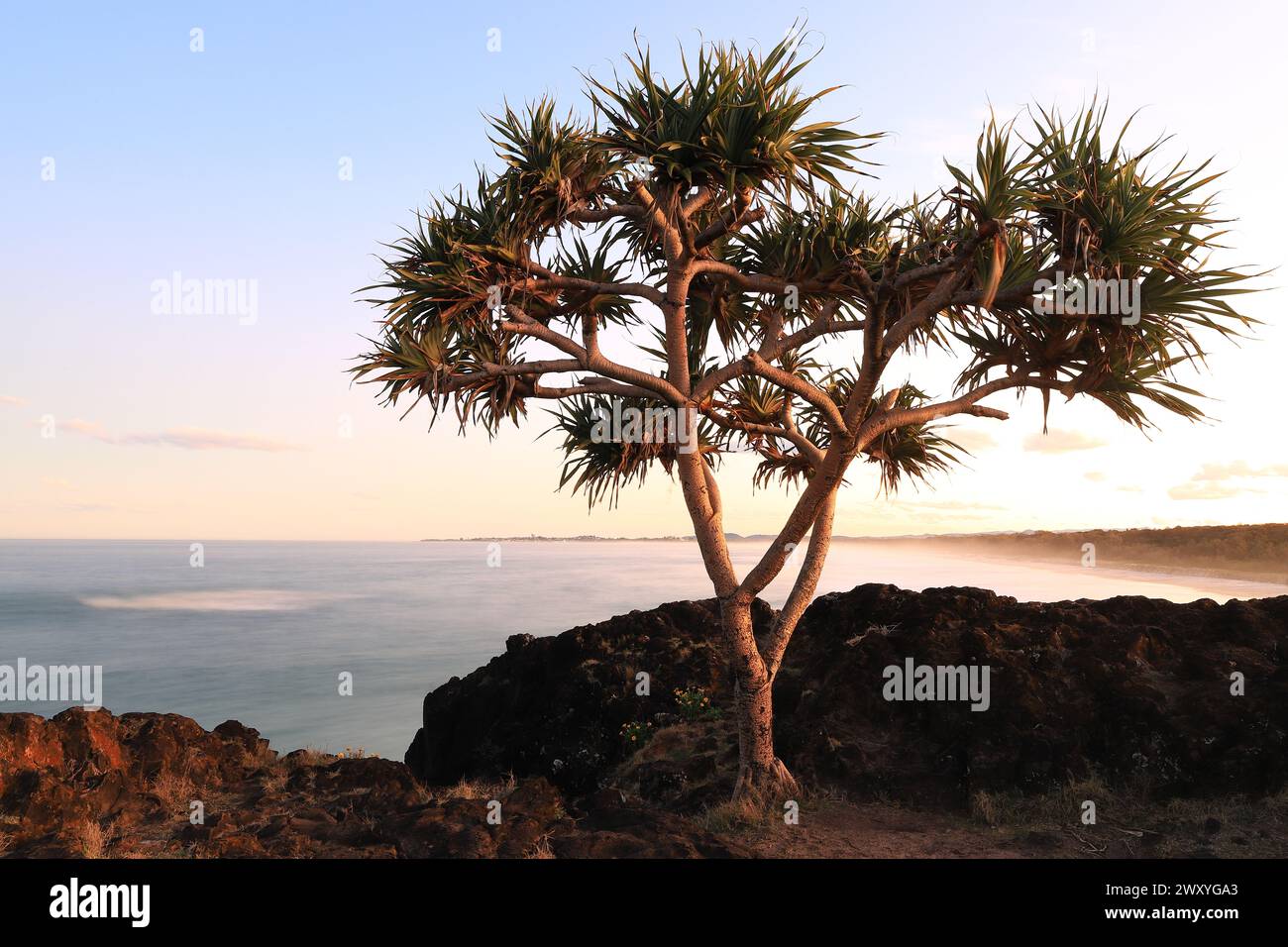 Arbre de Pandanus surplombant Dreamtime Beach, Fingal Head, NSW, Australie Banque D'Images