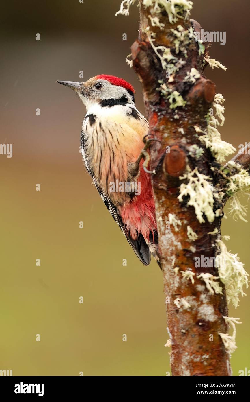 Un pic moyen coloré s'accroche à une branche couverte de mousse, mettant en valeur son plumage saisissant et sa tache rouge vif. Banque D'Images