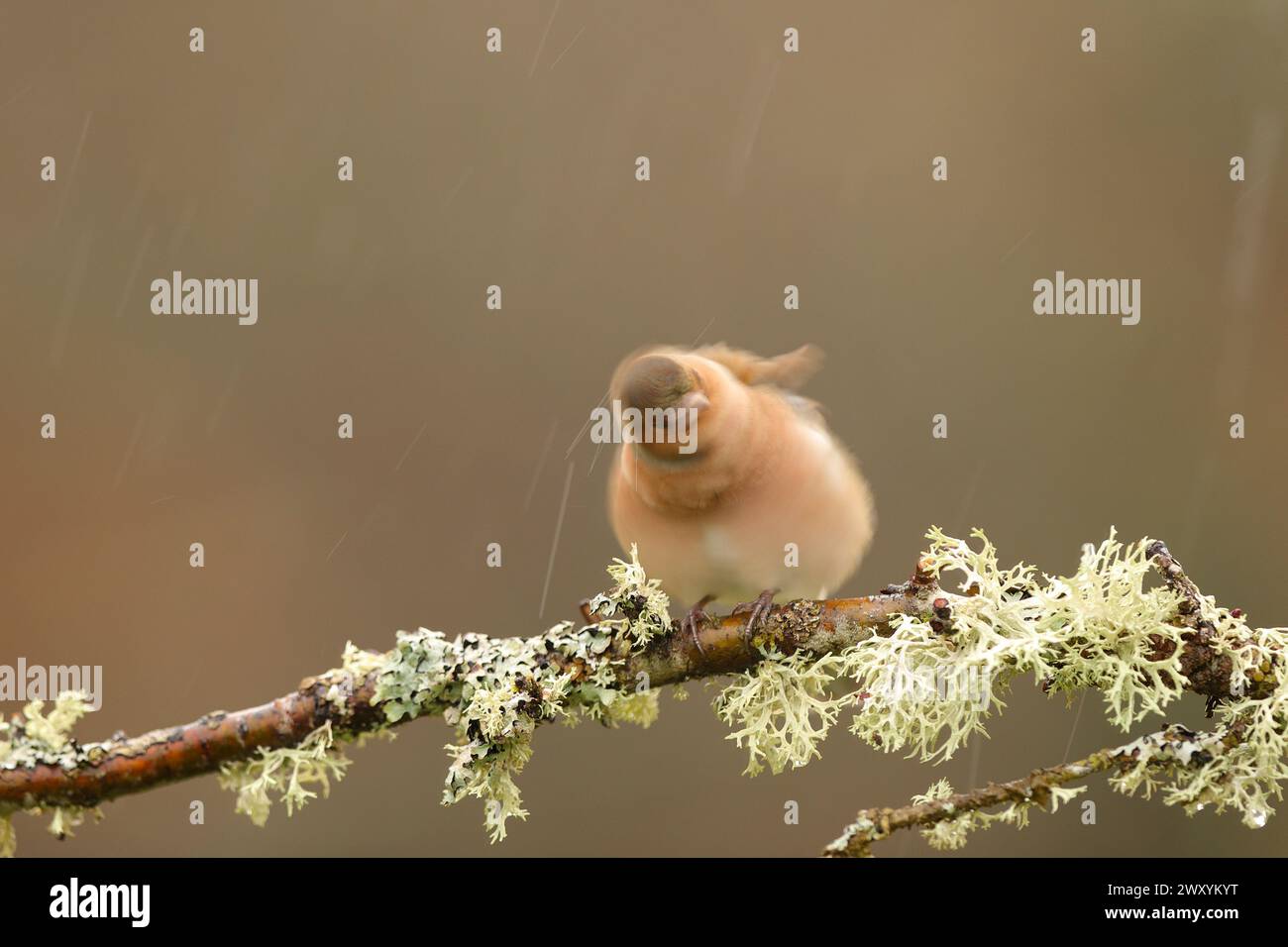 Charmant chapelet mâle commun perché sur une branche d'arbre recouverte de lichen sur un fond flou brun doux. Banque D'Images