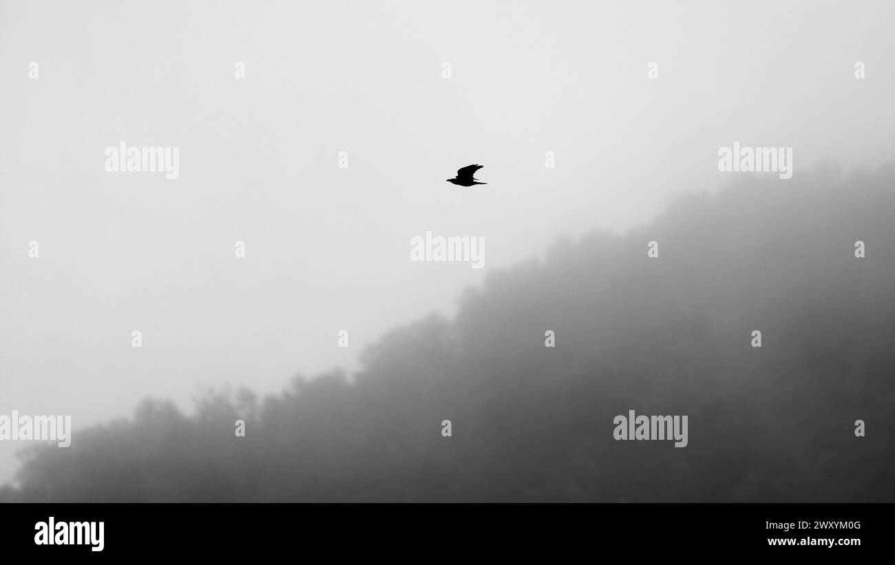 Silhouette d'un corbeau volant au-dessus d'une forêt brumeuse à l'aube, créant une atmosphère sereine et mystérieuse. Banque D'Images