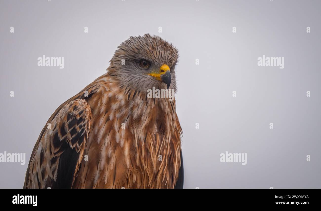Un gros plan d'un cerf-volant rouge, avec un regard contemplatif, placé contre un ciel silencieux dans les champs sereins de Lleida Banque D'Images