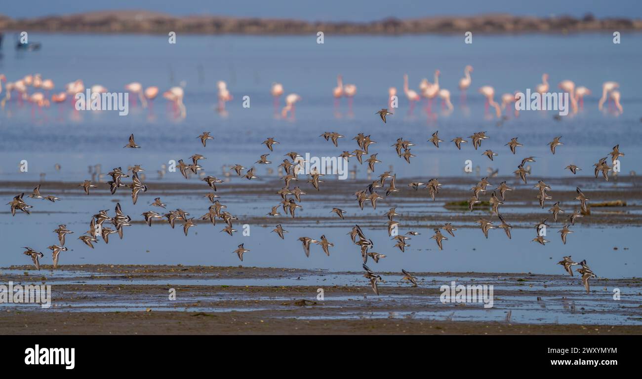 Volée d'oiseaux décollant au-dessus des eaux peu profondes de Bahia del Fangar sur fond de flamants roses à Delta del Ebro Banque D'Images
