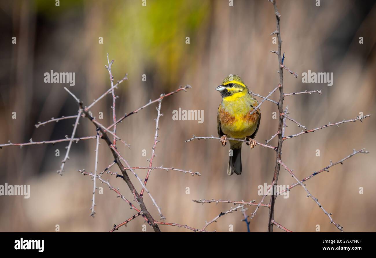 Une banderole Cirl met en valeur son plumage jaune et vert vif tout en étant perché sur les brindilles aiguës d'un ronce, avec un fond flou Banque D'Images